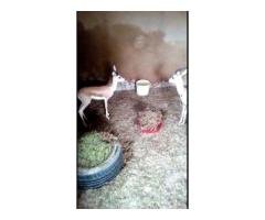 Deer for sale per pair 5 months old