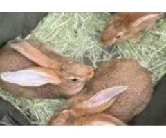 Flemish giant rabbit